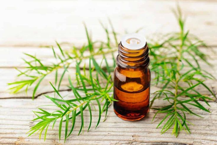 Why and how to use tea tree oil for health skin and hair DIY